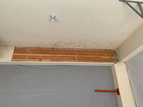 Latta, SC Mold Inspection, Removal & Remediation Company