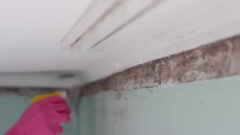 Best Commercial Mold Inspection  in Latta, SC